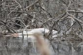 Νεκροί αργυροπελεκάνοι και άλλα πτηνά στη λίμνη Δοϊράνη