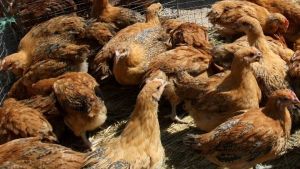 Εμβόλια mRNA για την καταπολέμηση της Γρίπης των Πτηνών-Αλώβητη η χώρα μας