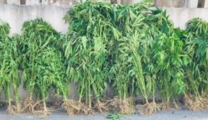 Θεσσαλονίκη: Συνελήφθησαν πατέρας και γιος για καλλιέργεια κάνναβης