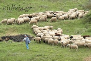 Αύξηση προϋπολογισμού για Δράση 10.2.1 που αφορά κτηνοτρόφους