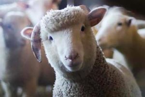 Κιλκίς – Ευλογιά αιγοπροβάτων: Χωρίς νέα κρούσματα την τελευταία εβδομάδα