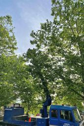 Πρόγραμμα του δήμου Παιονίας για το ράντισμα πλατανιών ανά οικισμό