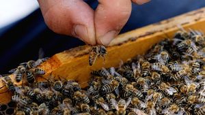 Ανακαλύφθηκε νέο είδος μέλισσας με το όνομα ‘Λούσιφερ’ λόγω της διαβολικής της εμφάνισης