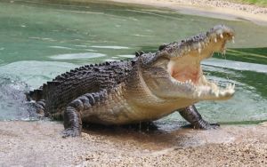 29χρονος Μεξικανός έχει κατοικίδιο ένα… κροκόδειλο (ΒΙΝΤΕΟ)