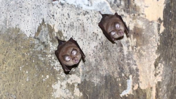 Θεσσαλονίκη: Βραδιά νυχτερίδων διοργανώνεται στο Αγγελοχώρι