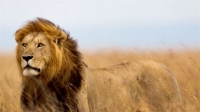 Ζιμπάμπουε: Την έκδοση του οδοντιάτρου που σκότωσε το λιοντάρι ζήτησε η κυβέρνηση