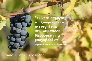 Ξεκίνησε ο τρύγος του ξινόμαυρου στη Γουμένισσα