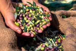 Περιφερειακή Ενότητα Κιλκίς: Τροποποίηση της περιόδου υποχρεωτικής δήλωσης συγκομιδής ελαιόκαρπου