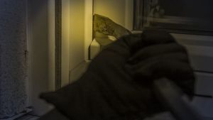 Θεσσαλονίκη: Διαρρήκτης κατηγορείται ότι κακοποίησε σκύλο