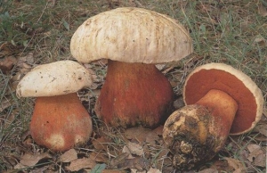 «Επιδημία» δηλητηριάσεων από μανιτάρια στην Ελλάδα