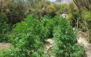 Γερμανία: Tο κυβερνητικό σχέδιο για αποποινικοποίηση της κάνναβης καταγγέλλει η αντιπολίτευση