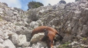 Πυροβόλησαν και σκότωσαν άλογα στην Κόρινθο