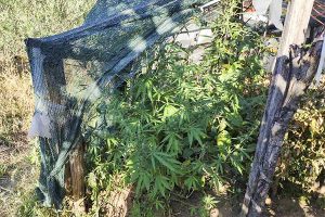 Αστυνομικοί της Ασφάλειας Κιλκίς ξερίζωσαν στη Θεσσαλονίκη 37 δενδρύλλια κάνναβης