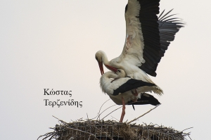 Οι πελαργοί ήρθαν κι ερωτεύονται..!