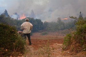 Ζάκυνθος: Αναδάσωση των περιοχών που καταστράφηκαν από τις πυρκαγιές