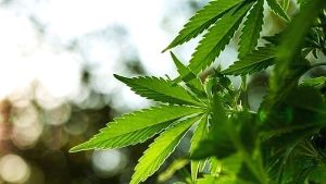 Δώδεκα συλλήψεις για ναρκωτικά στην Ανατολική Μακεδονία και Θράκη