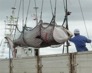 Ιαπωνία: Σκότωσαν 120 φάλαινες για «ερευνητικούς» λόγους