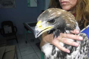 Ενας σπάνιος χρυσαετός - αλμπίνο από το Μεσολόγγι