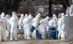 Ιαπωνία: Θανάτωση πουλερικών για περιορισμό επιδημίας γρίπης