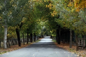 Άρχισε η ανάρτηση των δασικών χαρτών