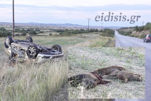 Επιχείρηση εξόντωσης αγριογούρουνων στο Κιλκίς από Ομάδες Κυνηγών