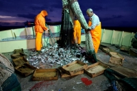 36.000 τόνους ψαρικών από 40 χώρες εισάγει η Ελλάδα