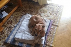 Ισπανία: Θανατώθηκε τελικά ο σκύλος της νοσηλεύτριας με Εμπολα