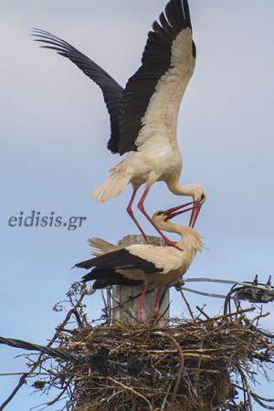 Κιλκίς: Γη των πελαργών