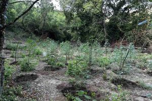Μεγάλη επιτυχία του τμήματος Δίωξης Κιλκίς – Κατασχέθηκαν 2.033 δενδρύλλια κάνναβης σε περιοχή της Φθιώτιδας