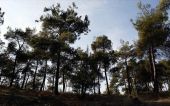 Θεσσαλονίκη: Συνεχίζεται η απαγόρευση κυκλοφορίας στο Σέιχ Σου λόγω κινδύνου για πυρκαγιά