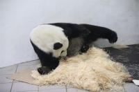 Γιγάντιο πάντα γέννησε δίδυμα σε καταφύγιο της νοτιοδυτικής Κίνας