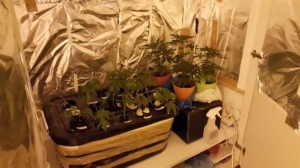 Λιμενικοί εντόπισαν διαμέρισμα όπου γινόταν υδροπονική καλλιέργεια κάνναβης