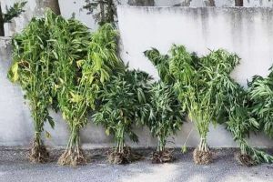 Σύλληψη για καλλιέργεια κάνναβης - Κατασχέθηκαν 143 δενδρύλλια από αστυνομικούς του Κιλκίς